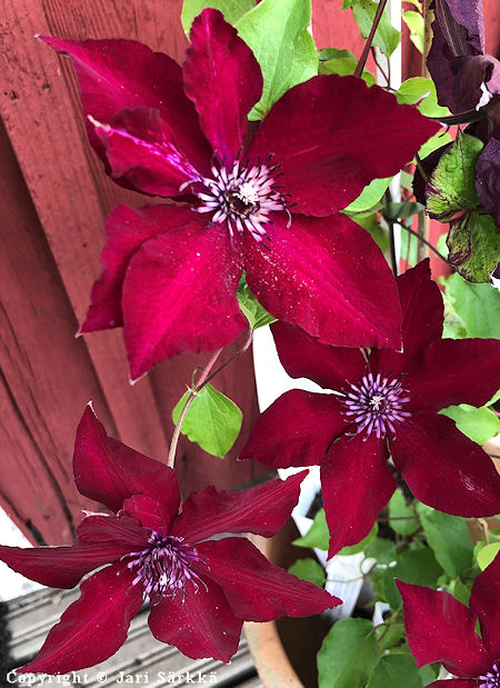 Clematis 'Nubia', loistokrh